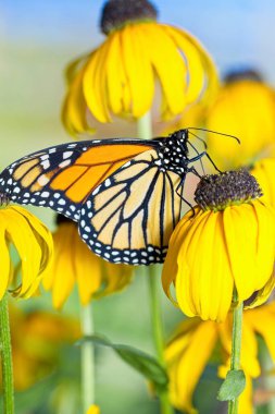 Kuzey Idaho 'da bir çiçeğin üzerindeki güzel turuncu bir kral kelebeğinin yakın plan fotoğrafı..