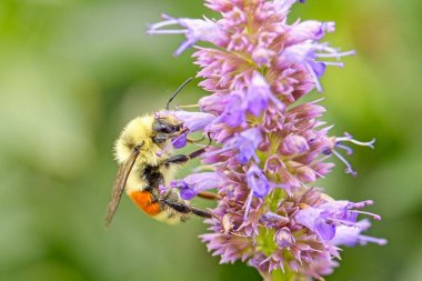 Kuzey Idaho 'daki pembe bir çiçekte turuncu kuşak toplanacak..