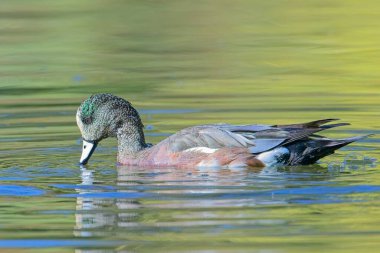 A beautiful American wigeon swims in calm pond water in Spokane, Washington. clipart