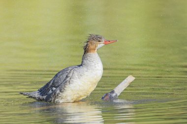 A female common merganser shakes off the water as she climbs onto a stick in the water in Spokane, Washington. clipart