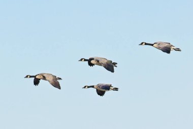 A flock of canadian geese fly in formation on a bright and sunny day in eastern Washington. clipart