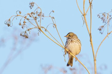 Liberty Lake, Washingtn yakınlarında küçük bir dala tünemiş şirin bir serçe..
