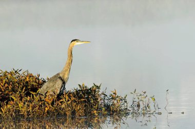 Büyük mavi balıkçıl, Washington 'daki Liberty Gölü yakınlarında sakin bir gölün kenarında duruyor..