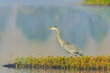 A great blue heron stands on the edge of a calm lake near Liberty Lake, Washington. clipart