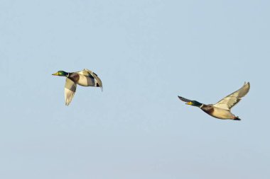 Washington 'daki Liberty Lake yakınlarında mavi gökyüzünde birlikte uçan iki erkek yaban ördeği..