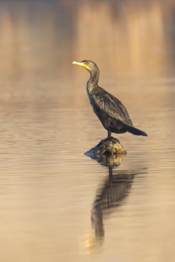 A double crested cormorant is perched on a rock in a calm pond near  clipart