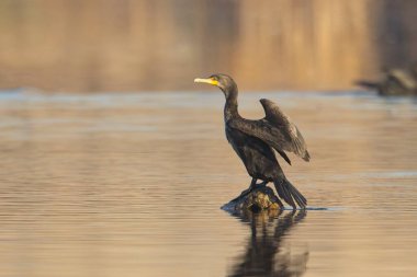 Washington 'daki Liberty Gölü yakınlarındaki bir kayanın üzerinde çift tepeli bir karabatak duruyor..