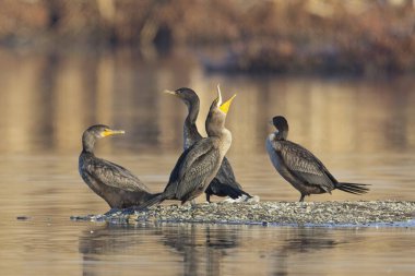 Liberty Gölü, Washington yakınlarında çift tepeli bir karabatak diğerleriyle birlikte gagasını açar.