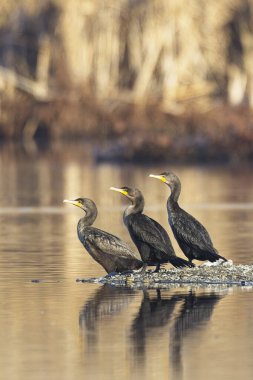 Aynı yöne bakan üç çift tepeli karabatak Washington 'daki Liberty Gölü yakınlarındaki küçük bir gölde duruyor..