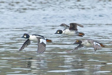 A flock of common goldeneye waterfowl fly just above the lake water in north Idaho. clipart