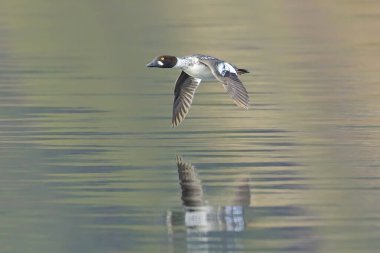 A common goldeneye waterfowl flies just above the lake water in north Idaho. clipart