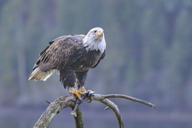 Bir Amerikan kel kartalı, Kuzey Idaho 'da bir balığı pençelerinde tutarken bir dala tünemiştir..