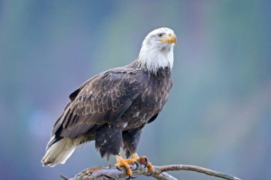 Kuzey Idaho 'da çorak bir dala tünemiş bir Amerikan kel kartalı var..