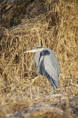Uzun, mavi bir balıkçıl Hauser, Idaho yakınlarındaki kurutulmuş sarı otların arasında duruyor.