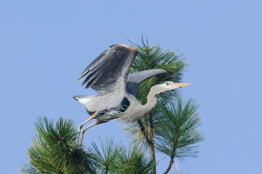 Büyük bir mavi balıkçıl kuzey Idaho 'daki bir çam ağacının tepesinden uçar..