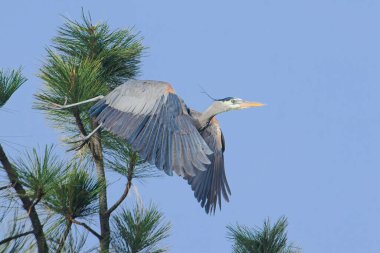 Büyük bir mavi balıkçıl kuzey Idaho 'daki bir çam ağacının tepesinden uçar..
