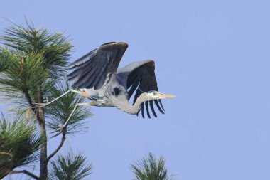 Büyük bir mavi balıkçıl kuzey Idaho 'daki bir çam ağacının tepesinden uçar..