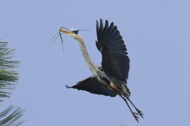 Büyük bir mavi balıkçıl, kuzey Idaho 'da bir yuva inşa etmek için bir sopa taşırken bir ağaca inmeye hazırlanıyor..