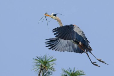 Büyük bir mavi balıkçıl, kuzey Idaho 'da bir yuva inşa etmek için bir sopa taşırken bir ağaca inmeye hazırlanıyor..