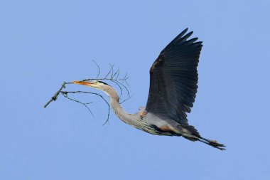 Kuzey Idaho 'daki yuvasına sopa taşıyan büyük bir mavi balıkçıl zarif bir şekilde gökyüzünde uçar..