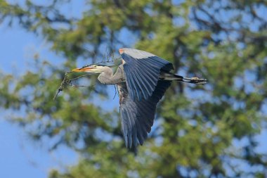 Kuzey Idaho 'daki yuvasına sopa taşıyan büyük bir mavi balıkçıl zarif bir şekilde gökyüzünde uçar..