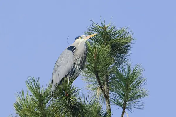 Büyük mavi balıkçıl bir çam ağacının tepesine tünemiş kuzey Idaho 'daki parlak mavi gökyüzüne karşı..