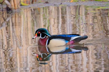 Erkek bir orman ördeği Kuzey Idaho 'da sakin, yansıtıcı suda yüzer..