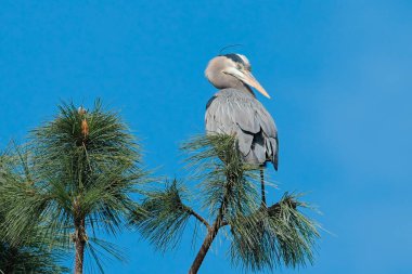 Kuzey Idaho 'da güneşli bir günde büyük bir mavi balıkçıl bir çam ağacının tepesine tünemiş..