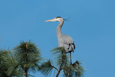 Kuzey Idaho 'da güneşli bir günde büyük bir mavi balıkçıl bir çam ağacının tepesine tünemiş..