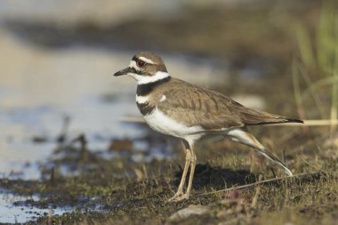 Washington 'daki Liberty Gölü kıyısında tatlı bir geyik kuşu suyun yanında duruyor..