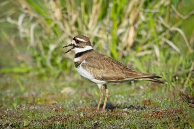 Washington 'daki Liberty Gölü yakınlarındaki çimlerde küçük bir av kuşu duruyor..