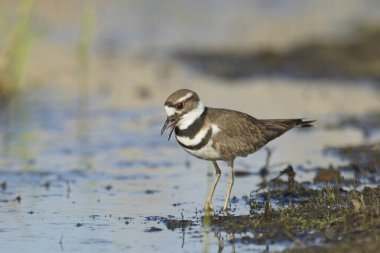 Washington 'daki Liberty Gölü' nün kıyısındaki kıyıda tatlı bir av kuşu duruyor..