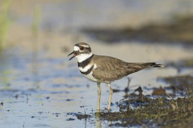 Washington 'daki Liberty Gölü' nün kıyısındaki kıyıda tatlı bir av kuşu duruyor..