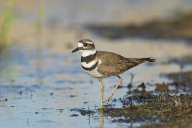 Washington 'daki Liberty Gölü' nün kıyısındaki kıyıda tatlı bir av kuşu duruyor..