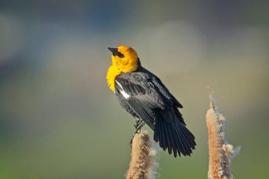 Washington 'daki Liberty Gölü yakınlarında sarı başlı bir karatavuk kuyruğunun tepesine tünemiş..