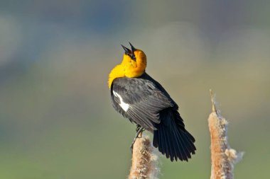 Bir kuyruğun tepesine tünemiş sarı başlı bir karatavuk Özgürlük Gölü, Washington yakınlarında sesleniyor..