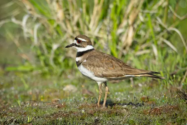 Washington 'daki Liberty Gölü yakınlarındaki çimlerde küçük bir av kuşu duruyor..