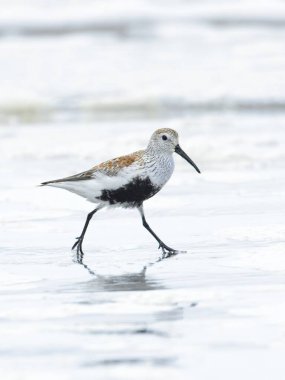 Washington 'daki Hobuck Sahili' nin parlak sularında yürüyen tatlı bir Dunlin kuşu..