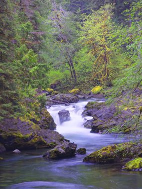 Washington Olimpiyat Ulusal Parkı 'ndaki Sol Duc nehrindeki somon şelalelerinin etrafındaki yemyeşil orman..
