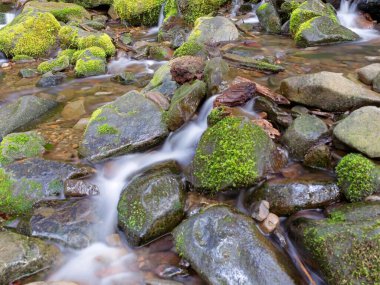 Batı Washington 'daki Sol Duc patikası boyunca kayaları ve küçük şelaleleri kaplayan yosunların yakın çekimi..