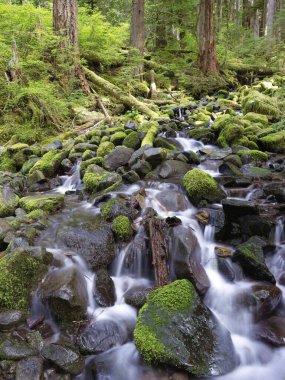 Batı Washington 'daki Sol Duc patikası boyunca kayaları ve küçük şelaleleri kaplayan yosunların yakın çekimi..