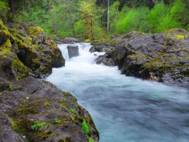 Washington Olimpiyat Ulusal Parkı 'ndaki Sol Duc nehrindeki somon şelalelerinin etrafındaki yemyeşil orman..