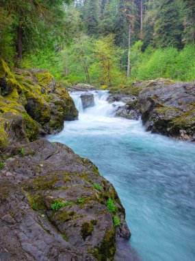 Washington Olimpiyat Ulusal Parkı 'ndaki Sol Duc nehrindeki somon şelalelerinin etrafındaki yemyeşil orman..