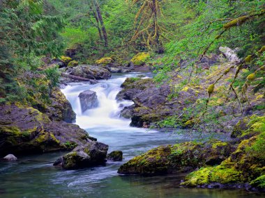 Washington Olimpiyat Ulusal Parkı 'ndaki Sol Duc nehrindeki somon şelalelerinin etrafındaki yemyeşil orman..