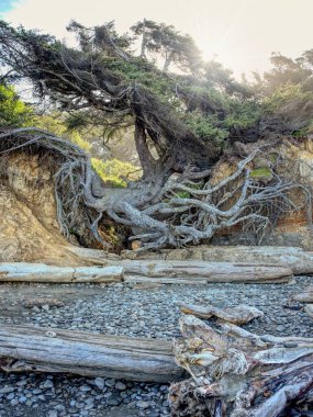 Washington 'daki Kalaloch plajında arkasında güneş parlayan hayat ağacının görüntüsü..