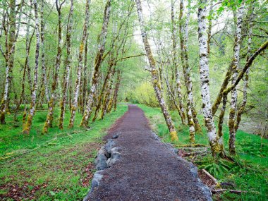Yürüme yolu, Washington 'daki Olimpiyat Ulusal Parkı' nın Sol Duc bölgesindeki beyaz bir ağacın içinden geçiyor..