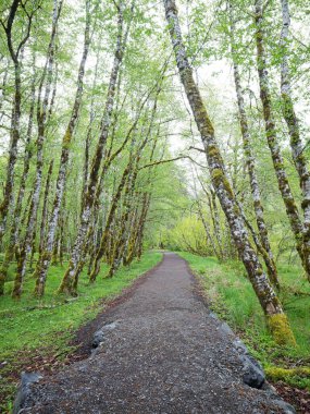 Yürüme yolu, Washington 'daki Olimpiyat Ulusal Parkı' nın Sol Duc bölgesindeki beyaz bir ağacın içinden geçiyor..