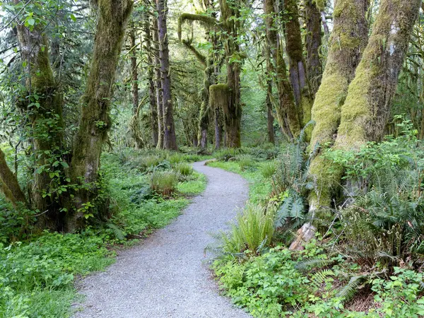 Batı Washington 'daki Quinault yağmur ormanlarındaki yosun kaplı ağaçların arasından geçen bir patika..