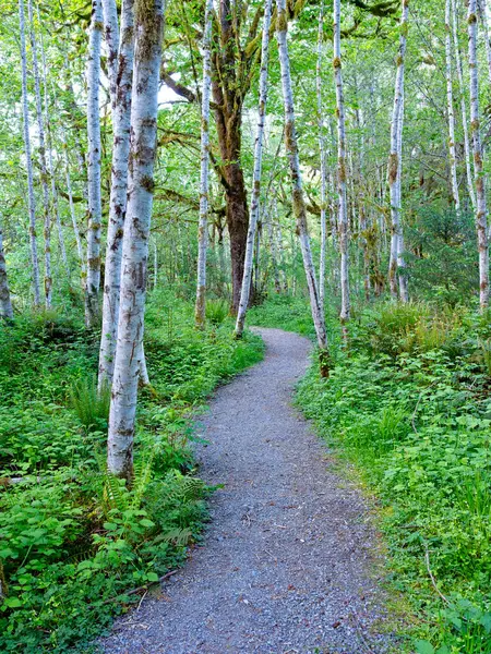 Batı Washington 'daki Quinault yağmur ormanlarındaki beyaz ağaçların arasından geçen bir patika..