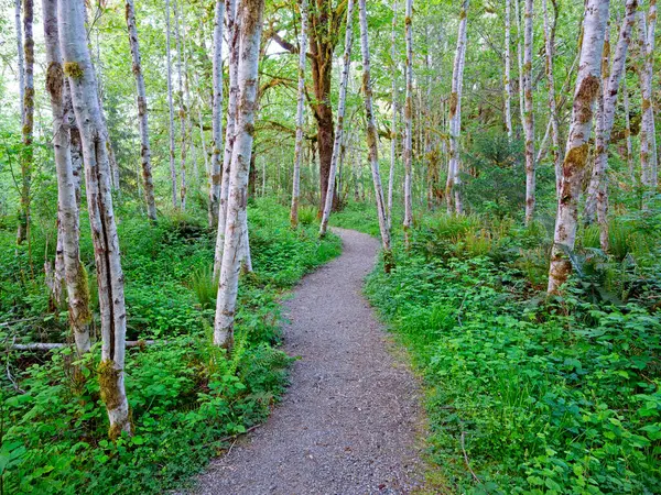 Batı Washington 'daki Quinault yağmur ormanlarındaki beyaz ağaçların arasından geçen bir patika..